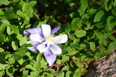 Aquilegia coerulea, photographed by Nathan Vaughn