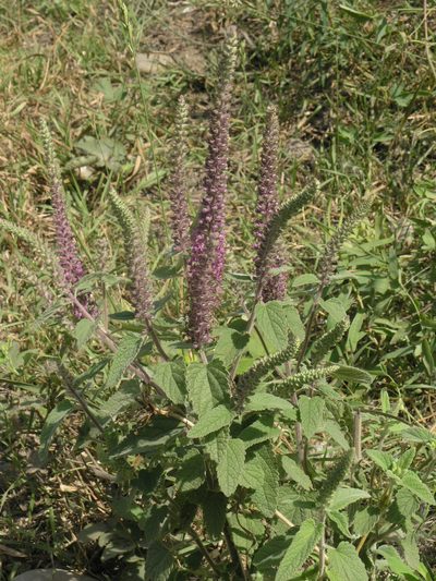 Teucrium hircanicum, photographed by Oleg Kosterin
