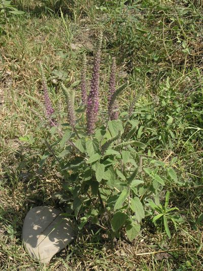 Teucrium hircanicum, photographed by Oleg Kosterin