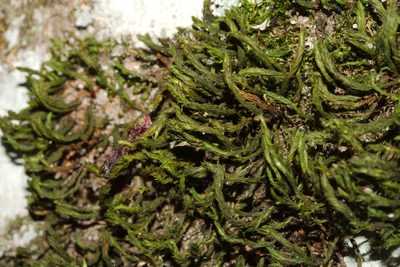 Pulvigera lyellii, photographed by Patrick Meurin