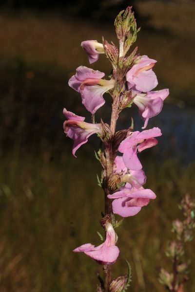 Pedicularis mexicana, photographed by Arturo Castro Castro