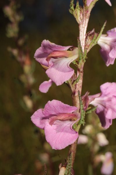 Pedicularis mexicana, photographed by Arturo Castro Castro