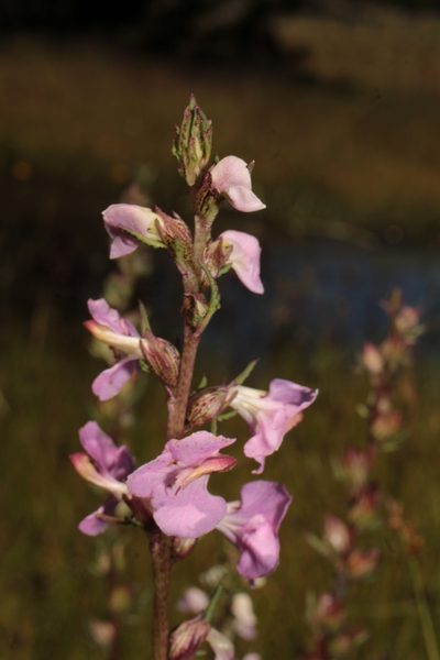 Pedicularis mexicana, photographed by Arturo Castro Castro