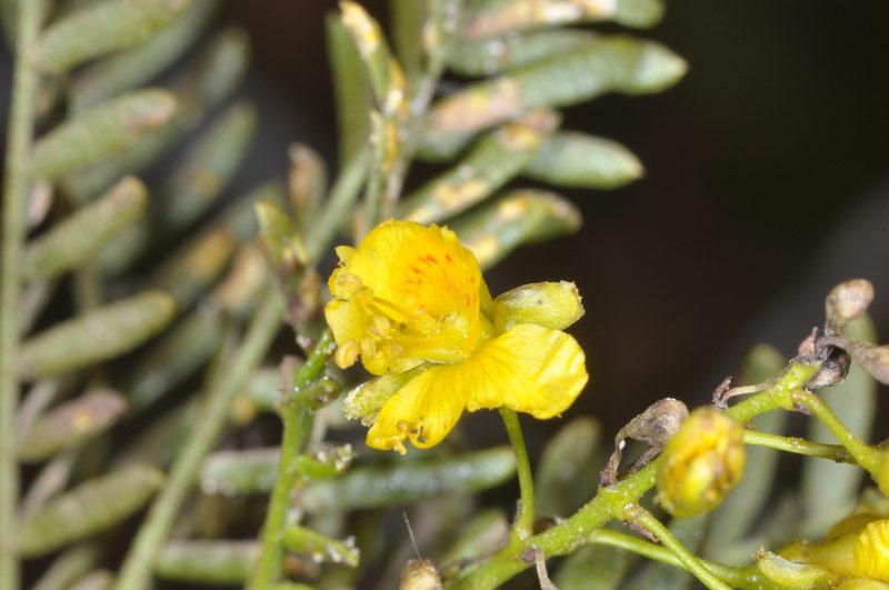 Zuccagnia punctata, photographed by aacocucci