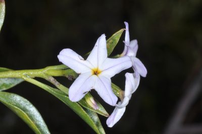 Ixorhea tschudiana, photographed by aacocucci