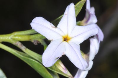 Ixorhea tschudiana, photographed by aacocucci