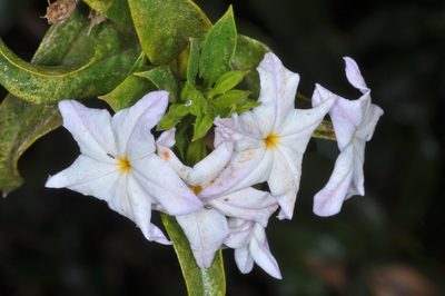 Ixorhea tschudiana, photographed by aacocucci
