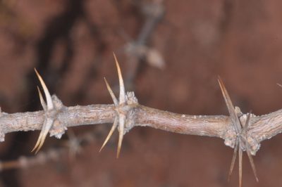 Plectrocarpa rougesii, photographed by aacocucci