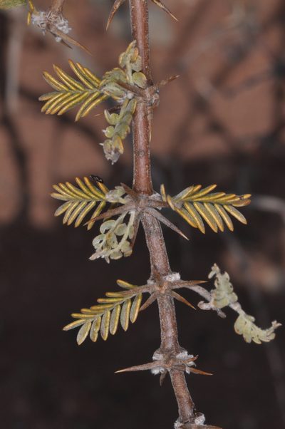 Plectrocarpa rougesii, photographed by aacocucci