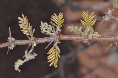 Plectrocarpa rougesii, photographed by aacocucci