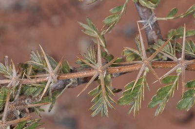Plectrocarpa rougesii, photographed by aacocucci