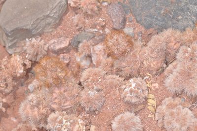 Tephrocactus molinensis, photographed by aacocucci