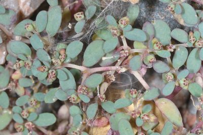 Euphorbia micromera, photographed by aacocucci