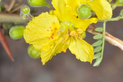 Parkinsonia praecox, photographed by aacocucci