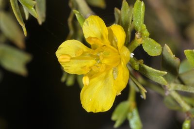 Larrea cuneifolia, photographed by aacocucci