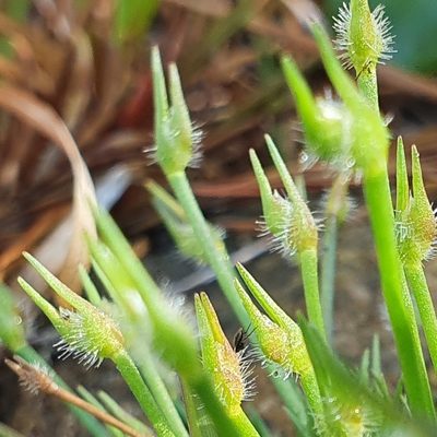 Centrolepis fascicularis, photographed by ronavery