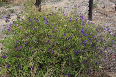 Lycianthes rantonnetii, photographed by Tony Rebelo