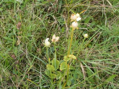 Parnassia palustris, photographed by Pete Bradshaw