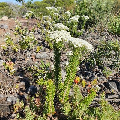 Conospermum ellipticum, photographed by ronavery