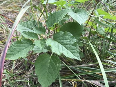 Physalis heterophylla, photographed by Rae Bosley