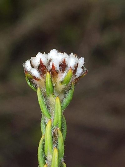 Phylica alba, photographed by Dave U