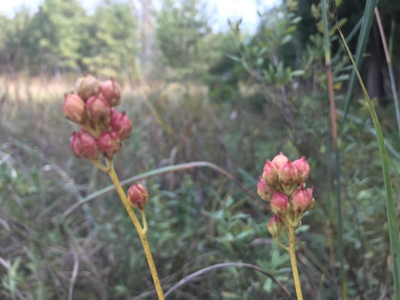 Triantha glutinosa, photographed by Rae Bosley