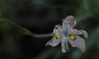 Moraea vegeta, photographed by Tony Rebelo