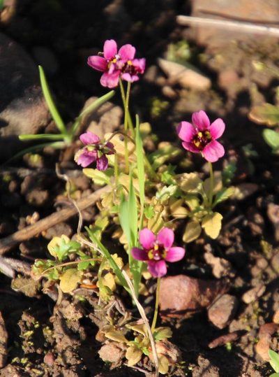 Diascia capensis, photographed by Tony Rebelo