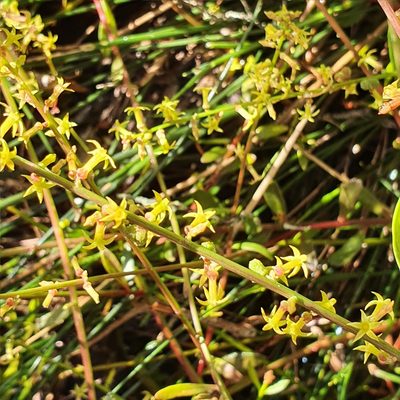 Stackhousia viminea, photographed by ronavery