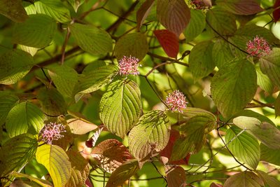 Cornus rugosa, photographed by Alec McClay