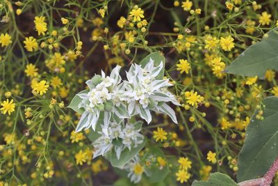 Euphorbia marginata, photographed by Mark G