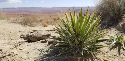 Yucca harrimaniae, photographed by Jack Byrley