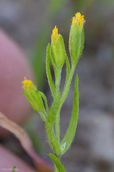 Lasthenia microglossa, photographed by Ken-ichi Ueda