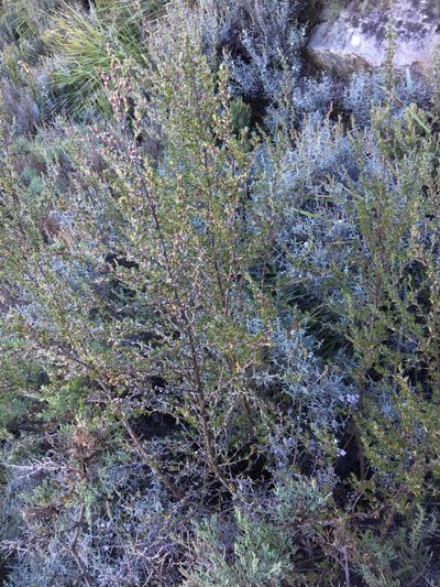 Cliffortia dispar, photographed by Dave U