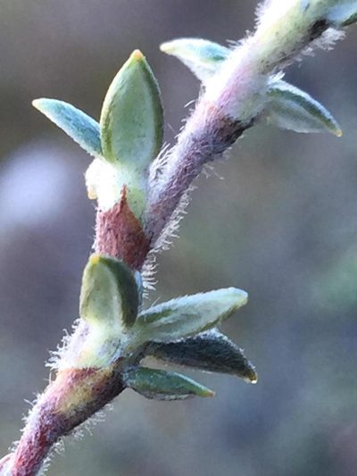 Cliffortia dispar, photographed by Dave U