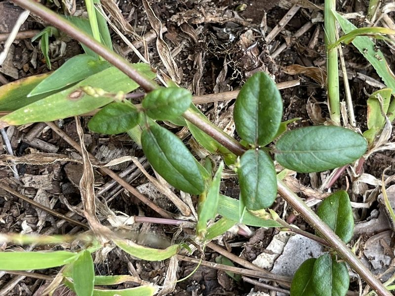 Desmodium lineatum, photographed by Ingolf Askevold