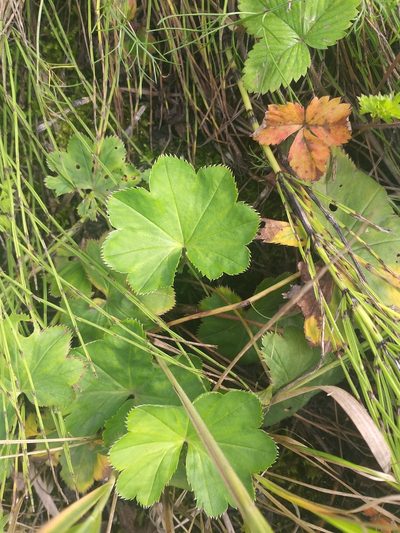 Alchemilla baltica, photographed by Dmitriy Bochkov