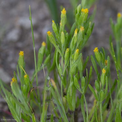 Lasthenia microglossa, photographed by Ken-ichi Ueda