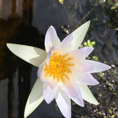 Nymphaea elegans, photographed by Clifton Ladd, C.W.B.