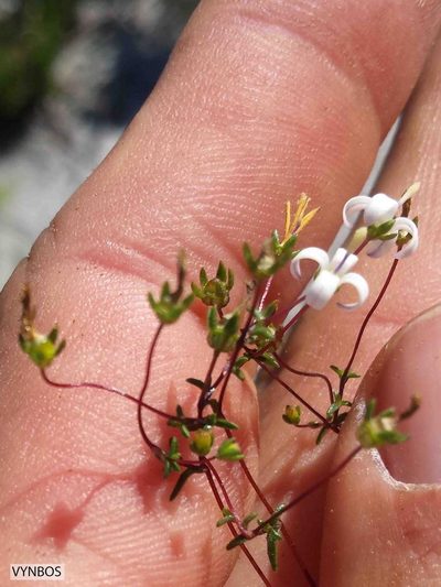 Wahlenbergia pyrophila, photographed by Chris Vynbos
