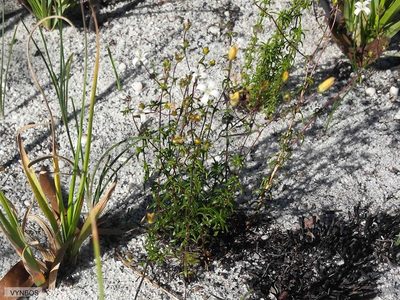 Wahlenbergia pyrophila, photographed by Chris Vynbos