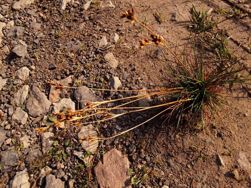 Juncus squarrosus, photographed by Pavel Kúr