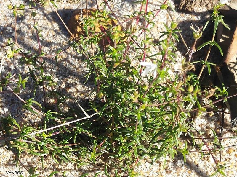 Wahlenbergia pyrophila, photographed by Chris Vynbos