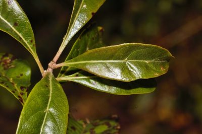 Heteropyxis dehniae, photographed by i_c_riddell