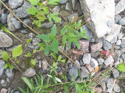 Epilobium montanum, photographed by Dmitriy Bochkov