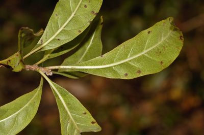 Heteropyxis dehniae, photographed by i_c_riddell