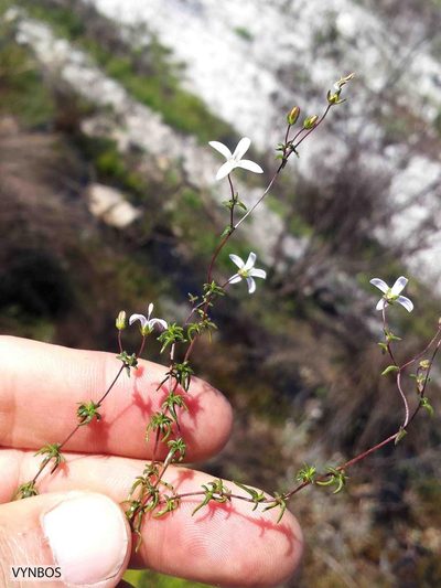 Wahlenbergia pyrophila, photographed by Chris Vynbos