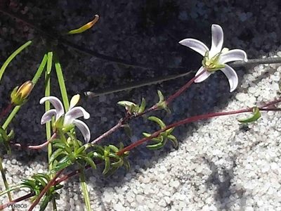Wahlenbergia pyrophila, photographed by Chris Vynbos