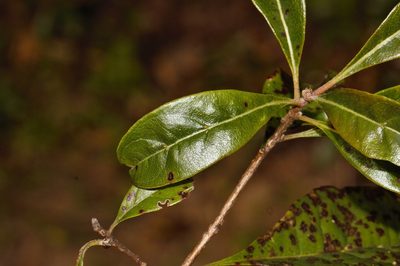 Heteropyxis dehniae, photographed by i_c_riddell