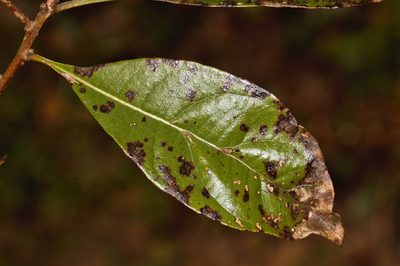 Heteropyxis dehniae, photographed by i_c_riddell